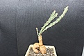 Нажмите на изображение для увеличения.

Название:	Euphorbia buruana 1 2000 9x9sm.JPG
Просмотров:	151
Размер:	213.2 Кб
ID:	354618