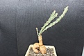 Нажмите на изображение для увеличения.

Название:	Euphorbia buruana 1 2000 9x9sm.JPG
Просмотров:	194
Размер:	213.2 Кб
ID:	354618
