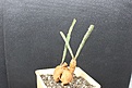 Нажмите на изображение для увеличения.

Название:	Euphorbia buruana 2 2000 9x9sm.JPG
Просмотров:	148
Размер:	207.5 Кб
ID:	354619