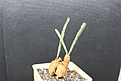 Нажмите на изображение для увеличения.

Название:	Euphorbia buruana 2 2000 9x9sm.JPG
Просмотров:	186
Размер:	207.5 Кб
ID:	354619