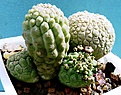 Нажмите на изображение для увеличения.

Название:	Trichocaulon cactiforme_fl. (2).JPG
Просмотров:	369
Размер:	125.5 Кб
ID:	354638