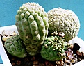 Нажмите на изображение для увеличения.

Название:	Trichocaulon cactiforme_fl. (2).JPG
Просмотров:	338
Размер:	125.5 Кб
ID:	354638