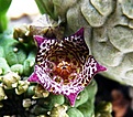 Нажмите на изображение для увеличения.

Название:	Trichocaulon cactiforme_цв..JPG
Просмотров:	370
Размер:	104.6 Кб
ID:	354639