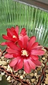 Нажмите на изображение для увеличения.

Название:	Gymnocalycium baldianum.jpg
Просмотров:	150
Размер:	114.3 Кб
ID:	354657