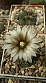 Нажмите на изображение для увеличения.

Название:	Gymnocalycium platygonum R 224a.jpg
Просмотров:	156
Размер:	98.3 Кб
ID:	354658