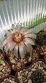 Нажмите на изображение для увеличения.

Название:	Gymnocalycium spec. VG 542.jpg
Просмотров:	151
Размер:	120.5 Кб
ID:	354659