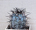 Нажмите на изображение для увеличения.

Название:	Acanthocalycium griseum_12y_10.14 (3).JPG
Просмотров:	525
Размер:	102.8 Кб
ID:	354662