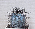 Нажмите на изображение для увеличения.

Название:	Acanthocalycium griseum_12y_10.14 (3).JPG
Просмотров:	434
Размер:	102.8 Кб
ID:	354662