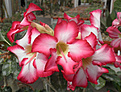 Нажмите на изображение для увеличения.

Название:	a_adenium2.jpg
Просмотров:	257
Размер:	100.4 Кб
ID:	354663