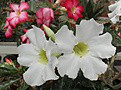Нажмите на изображение для увеличения.

Название:	a_adenium1.jpg
Просмотров:	248
Размер:	85.9 Кб
ID:	354666
