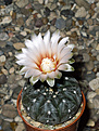 Нажмите на изображение для увеличения.

Название:	Gymnocalycium_berchtii_GN158-418.jpg
Просмотров:	154
Размер:	193.7 Кб
ID:	354687