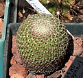 Нажмите на изображение для увеличения.

Название:	Mammillaria crucigera SB529_6.15.JPG
Просмотров:	97
Размер:	147.1 Кб
ID:	354700