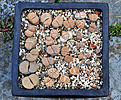 Нажмите на изображение для увеличения.

Название:	Lithops_mix.jpg
Просмотров:	249
Размер:	205.8 Кб
ID:	354702