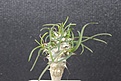 Нажмите на изображение для увеличения.

Название:	Euphorbia gottlebi yellov floren 500.JPG
Просмотров:	152
Размер:	100.0 Кб
ID:	354703