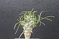 Нажмите на изображение для увеличения.

Название:	Euphorbia gottlebi yellov floren 500.JPG
Просмотров:	221
Размер:	100.0 Кб
ID:	354703