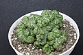 Нажмите на изображение для увеличения.

Название:	Euphorbia horrida 'cristata' 650 d.10.JPG
Просмотров:	218
Размер:	192.6 Кб
ID:	354704