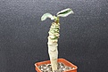 Нажмите на изображение для увеличения.

Название:	Euphorbia maromkotrae es stoloniferous 900.JPG
Просмотров:	192
Размер:	187.0 Кб
ID:	354705