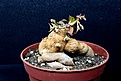 Нажмите на изображение для увеличения.

Название:	Euphorbia moratii 1  1x2200 д.9см.JPG
Просмотров:	144
Размер:	152.5 Кб
ID:	354706
