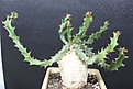 Нажмите на изображение для увеличения.

Название:	Euphorbia sguarrosa  2000 9x9sm.JPG
Просмотров:	184
Размер:	187.4 Кб
ID:	354710
