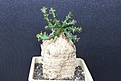 Нажмите на изображение для увеличения.

Название:	Euphorbia sguarrosa 1 2000 9x9sm .JPG
Просмотров:	151
Размер:	179.6 Кб
ID:	354711