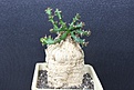 Нажмите на изображение для увеличения.

Название:	Euphorbia sguarrosa 1 2000 9x9sm .JPG
Просмотров:	188
Размер:	179.6 Кб
ID:	354711