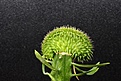 Нажмите на изображение для увеличения.

Название:	Euphorbia susanna cristata 1 650 .JPG
Просмотров:	158
Размер:	129.0 Кб
ID:	354712