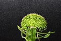 Нажмите на изображение для увеличения.

Название:	Euphorbia susanna cristata 1 650 .JPG
Просмотров:	200
Размер:	129.0 Кб
ID:	354712