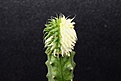 Нажмите на изображение для увеличения.

Название:	Euphorbia susanna variegata 2 750.JPG
Просмотров:	151
Размер:	93.6 Кб
ID:	354713