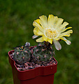 Нажмите на изображение для увеличения.

Название:	Acanthocalycium glaucum.jpg
Просмотров:	127
Размер:	230.2 Кб
ID:	354714