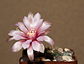 Нажмите на изображение для увеличения.

Название:	Gymnocalycium baldianum.jpg
Просмотров:	125
Размер:	179.4 Кб
ID:	354716