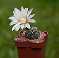 Нажмите на изображение для увеличения.

Название:	Gymnocalycium rosae GN 745 2167 Vilisman.jpg
Просмотров:	120
Размер:	181.3 Кб
ID:	354717