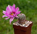 Нажмите на изображение для увеличения.

Название:	Echinocereus bristolii L 607.jpg
Просмотров:	137
Размер:	207.8 Кб
ID:	354719