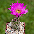 Нажмите на изображение для увеличения.

Название:	Echinocereus fobeanus HK 303.jpg
Просмотров:	138
Размер:	204.3 Кб
ID:	354720