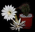 Нажмите на изображение для увеличения.

Название:	Echinopsis spec.jpg
Просмотров:	126
Размер:	220.0 Кб
ID:	354723