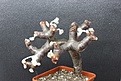 Нажмите на изображение для увеличения.

Название:	Pelargonium mirabile 2 3000 7x7sm.JPG
Просмотров:	149
Размер:	177.0 Кб
ID:	354724