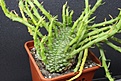 Нажмите на изображение для увеличения.

Название:	Euphorbia caput-medusae 'cristata' 850 7x7.JPG
Просмотров:	147
Размер:	167.1 Кб
ID:	354725