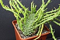Нажмите на изображение для увеличения.

Название:	Euphorbia caput-medusae 'cristata' 850 7x7.JPG
Просмотров:	209
Размер:	167.1 Кб
ID:	354725
