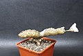 Нажмите на изображение для увеличения.

Название:	Sarcocaulon multifidum 1  4000 7x7sm.JPG
Просмотров:	181
Размер:	182.9 Кб
ID:	354728