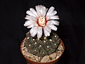 Нажмите на изображение для увеличения.

Название:	Gymnocalycium_quehlianum_P160.jpg
Просмотров:	453
Размер:	198.0 Кб
ID:	354749