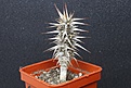 Нажмите на изображение для увеличения.

Название:	Euphorbia rossii 450 5x5.JPG
Просмотров:	149
Размер:	148.8 Кб
ID:	354754