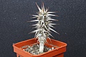 Нажмите на изображение для увеличения.

Название:	Euphorbia rossii 450 5x5.JPG
Просмотров:	192
Размер:	148.8 Кб
ID:	354754