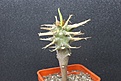 Нажмите на изображение для увеличения.

Название:	Euphorbia vignieri 550.JPG
Просмотров:	151
Размер:	151.0 Кб
ID:	354755
