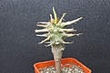 Нажмите на изображение для увеличения.

Название:	Euphorbia vignieri 550.JPG
Просмотров:	190
Размер:	151.0 Кб
ID:	354755
