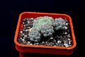 Нажмите на изображение для увеличения.

Название:	Puna bonnieae 300 5х5см.JPG
Просмотров:	183
Размер:	114.8 Кб
ID:	354757