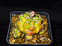 Нажмите на изображение для увеличения.

Название:	Gymnocalycium_paraguayense_P_447.jpg
Просмотров:	409
Размер:	183.4 Кб
ID:	354759