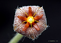 Нажмите на изображение для увеличения.

Название:	Stapelia_erectiflora.jpg
Просмотров:	208
Размер:	226.9 Кб
ID:	354760