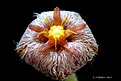 Нажмите на изображение для увеличения.

Название:	Stapelia_erectiflora_2.jpg
Просмотров:	202
Размер:	224.0 Кб
ID:	354761