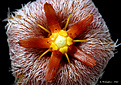 Нажмите на изображение для увеличения.

Название:	Stapelia_erectiflora_3.jpg
Просмотров:	193
Размер:	235.8 Кб
ID:	354762