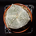 Нажмите на изображение для увеличения.

Название:	Astrophytum myriostigma cv.Onzuka 3х рёберные.jpg
Просмотров:	128
Размер:	219.5 Кб
ID:	354771