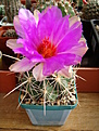 Нажмите на изображение для увеличения.

Название:	Thelocactus bicolor.JPG
Просмотров:	132
Размер:	127.4 Кб
ID:	354777